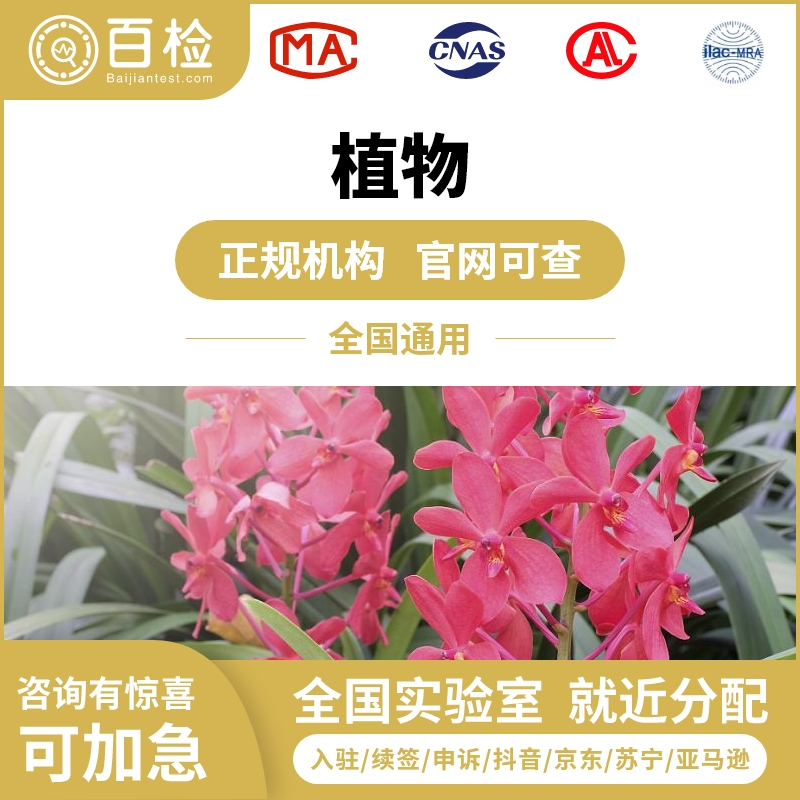 茉莉花检测